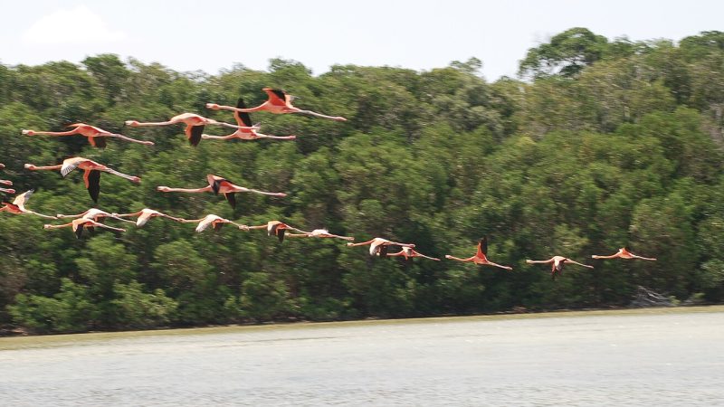 Anillan flamencos en Celestún para saber a dónde van